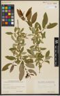 Foto von Salix triandra L.